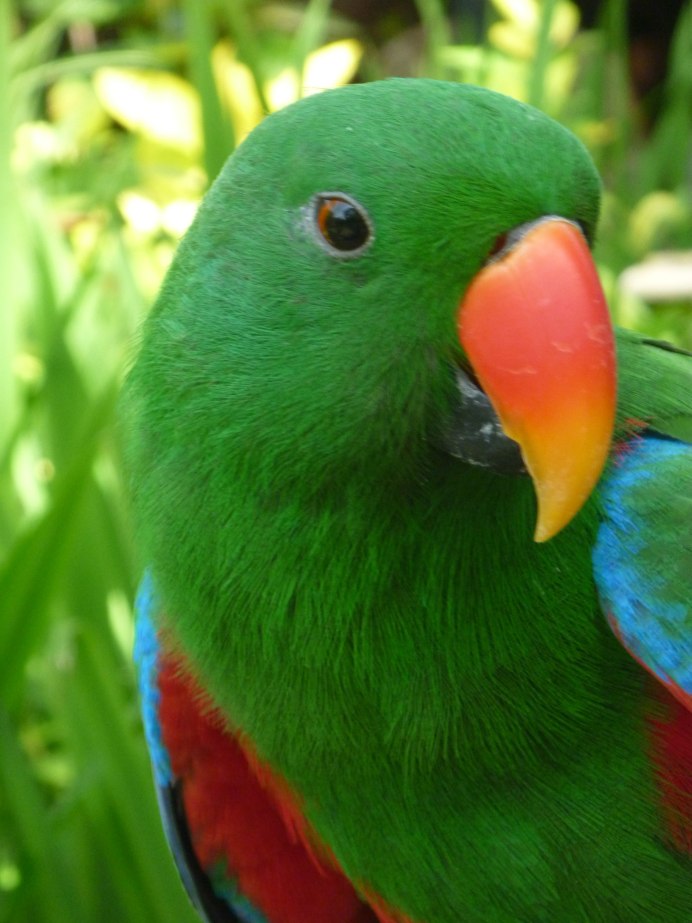 Зеленый попугай с красным клювом