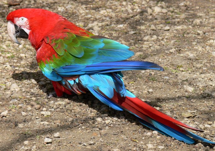 Благородный попугай Эклектус