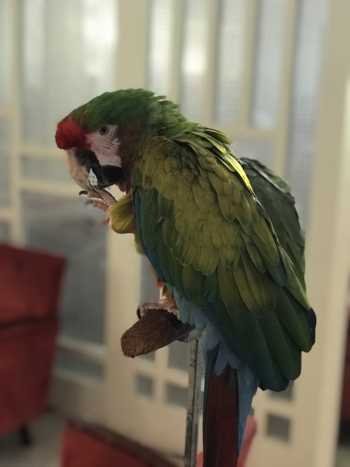 Ожереловый неразлучник