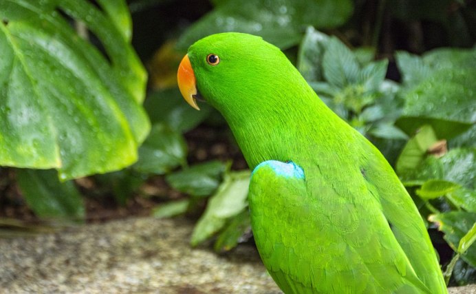 Попугай аратинга оранжевый