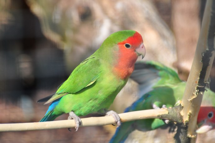 Розовощёкий неразлучник