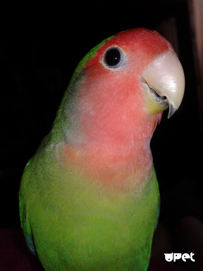 Попугай неразлучник зеленый