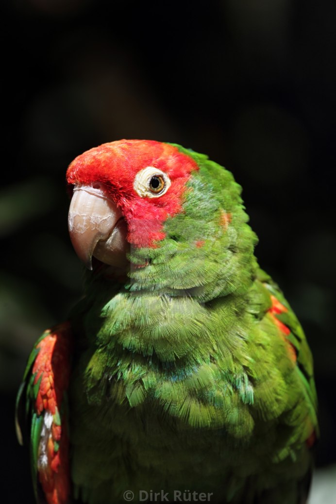 Амазон и ожереловый попугай