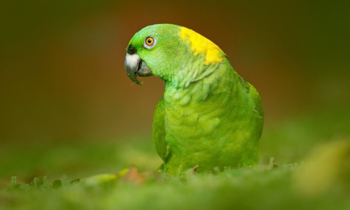 Зелено серый попугай домашний