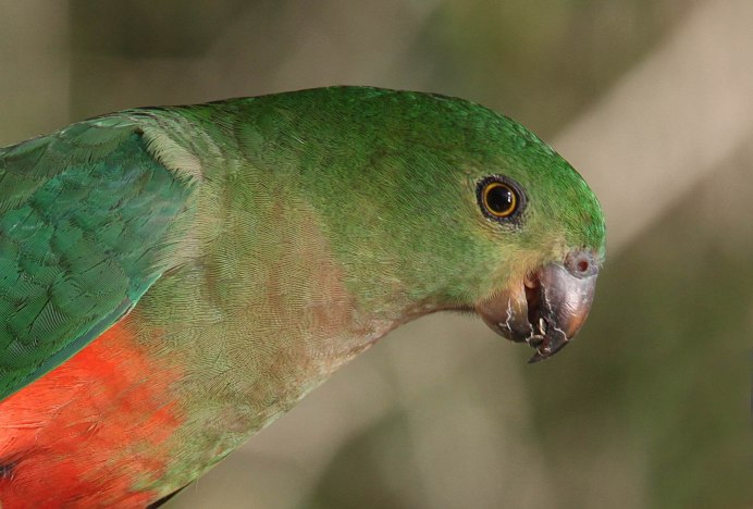 Попугай с красной головой