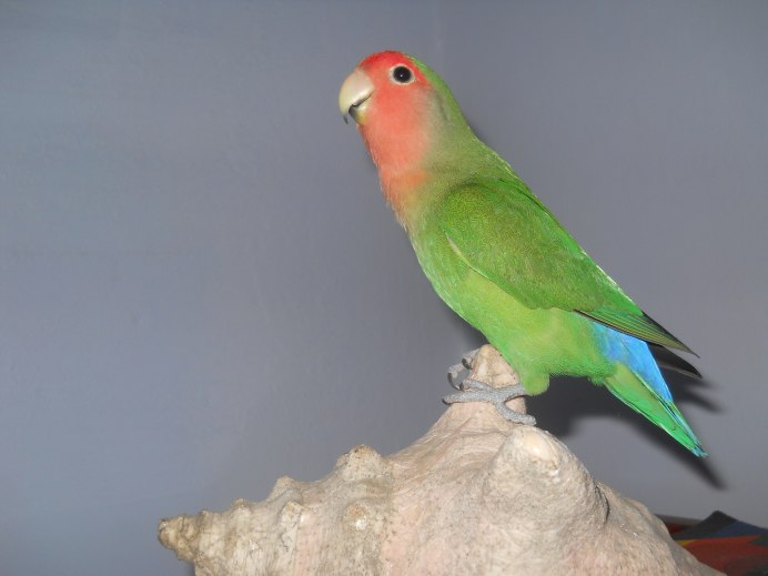 Мускусный лорикет