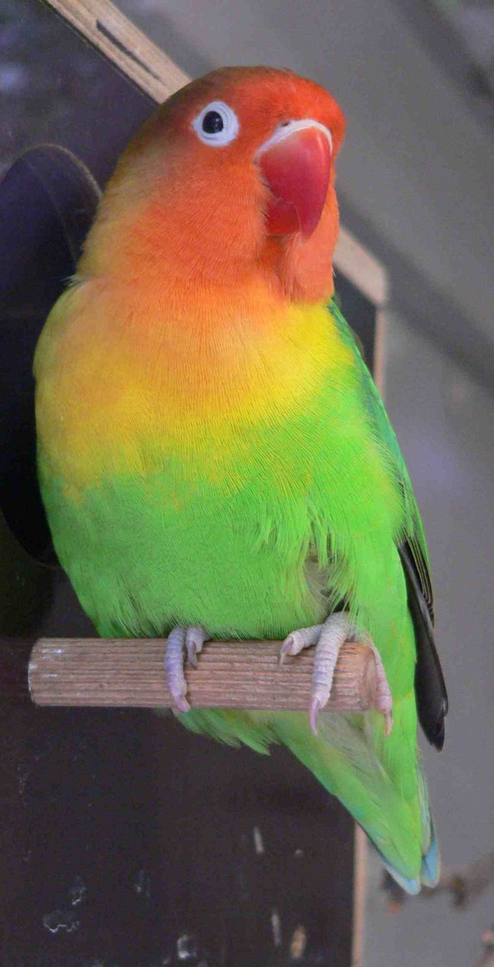 Попугай тигр