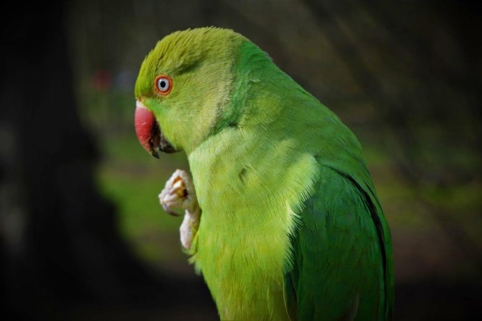 Розелла коралловая попугай