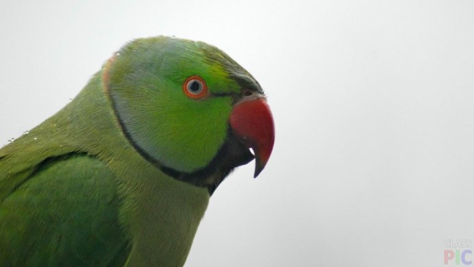 Индийский кольчатый попугай