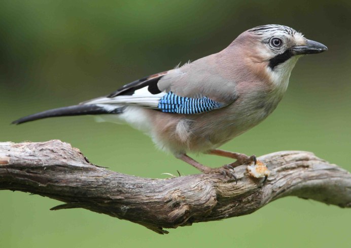 Сойка обыкновенная garrulus glandarius