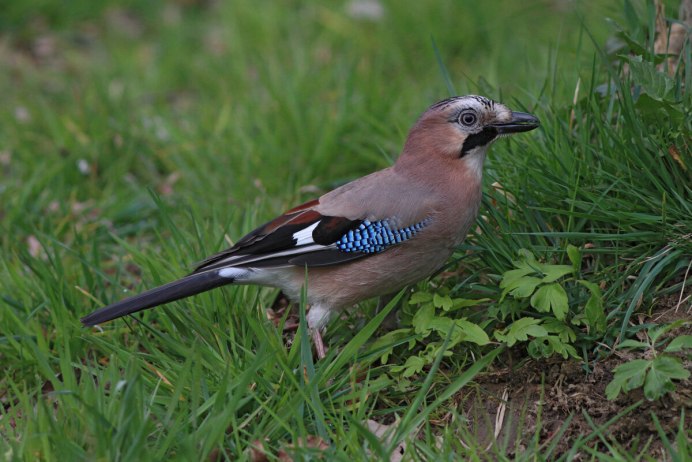 Сойка обыкновенная garrulus glandarius