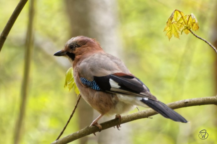 Сойка garrulus glandarius