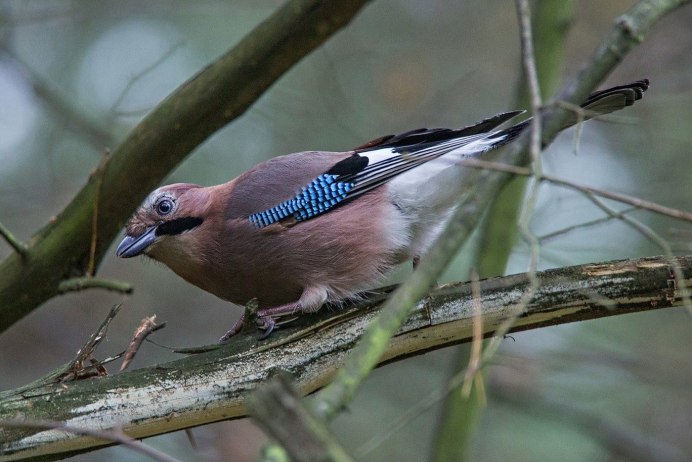 Garrulus glandarius