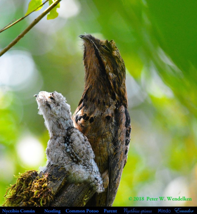Обыкновенный козодой (Caprimulgus europaeus)