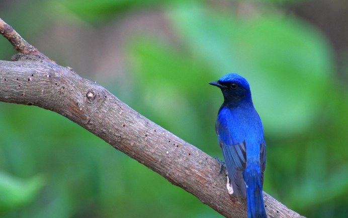 Cyanoptila cyanomelana