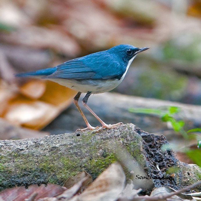 Зимородок обыкновенный Alcedo Atthis (Linnaeus, 1758)