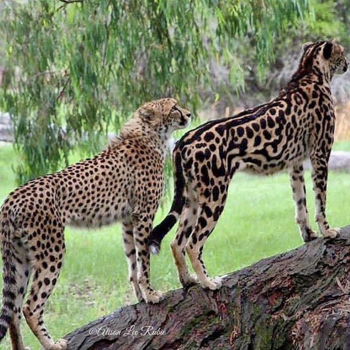 Королевский леопард