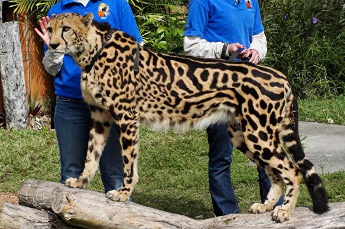 Королевский леопард