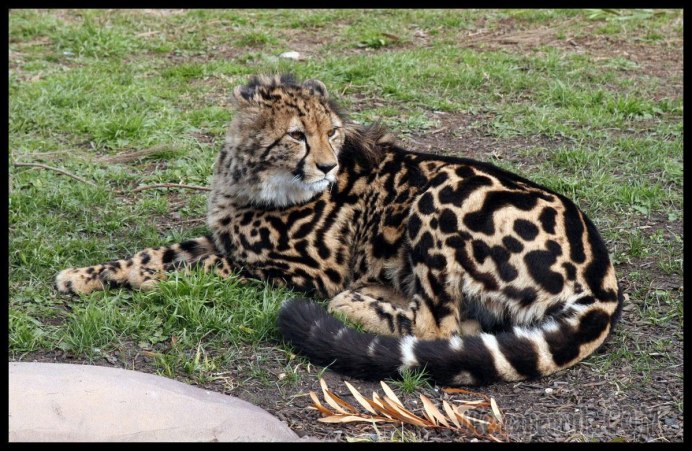 Королевский леопард