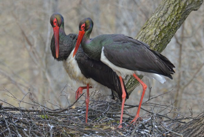 Заповедник Брянский лес черный Аист