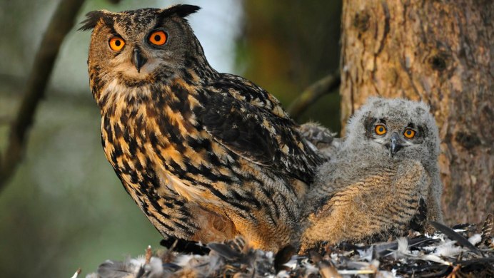 Филин (Bubo Bubo Linnaeus, 1758)