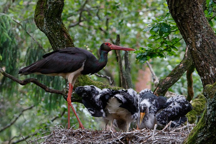Рыбный Филин Ketupa blakistoni