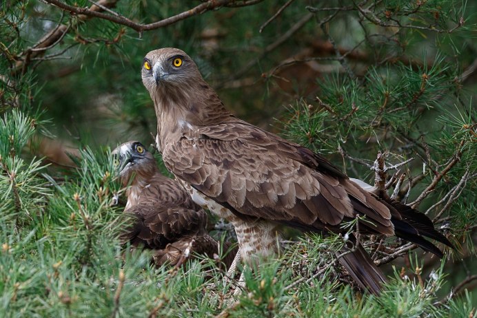 Сокол белый Кречет