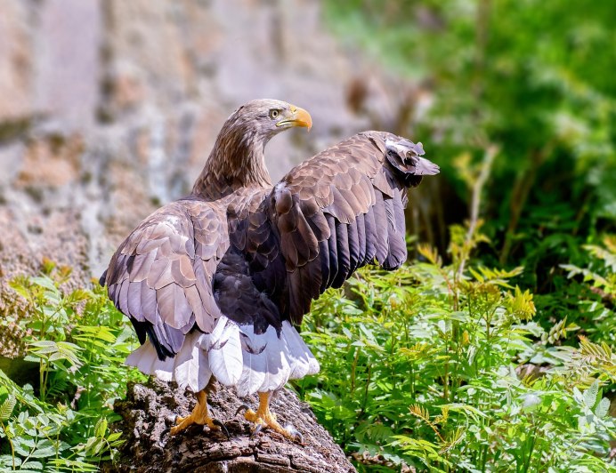 Мохноногий курганник Забайкальского края