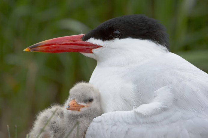 Орёл-карлик (Aquila pennata)