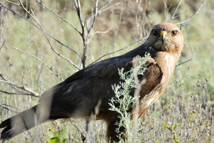 Кудрявый Пеликан Pelecanus crispus Bruch, 1832