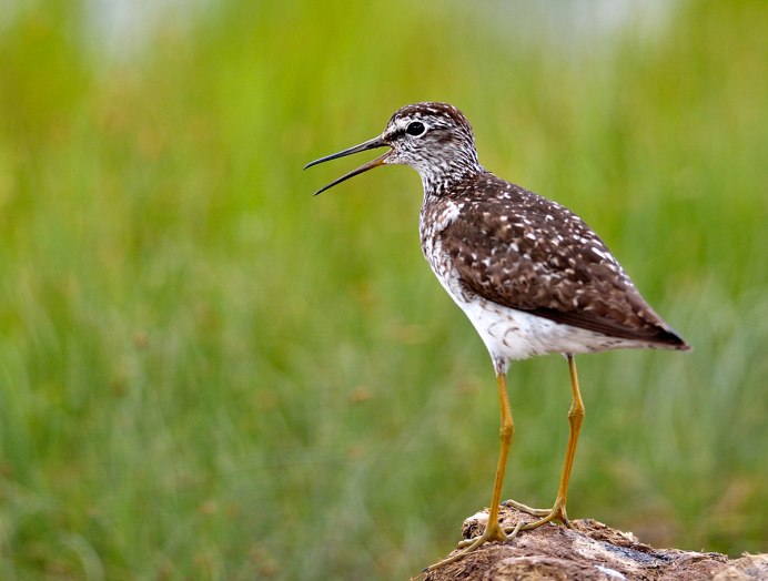 Краснокнижный Кулик