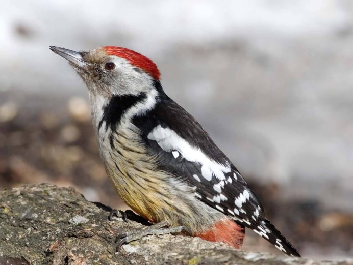 Китайская утка Мандаринка