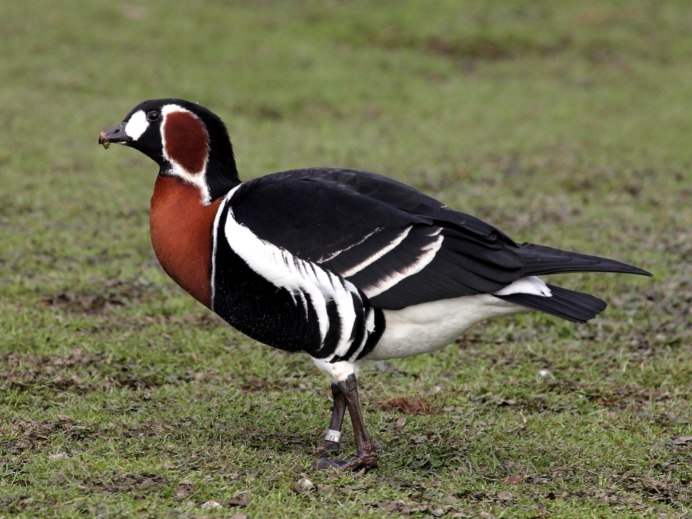 Утка Мандаринка красная