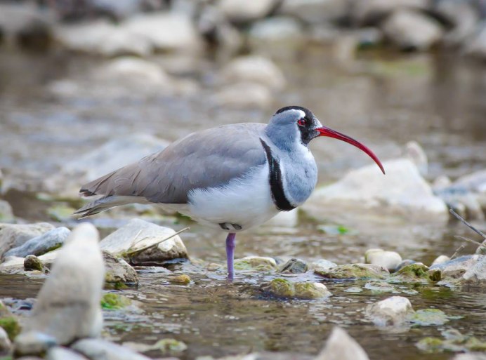 Змееяд Крымский