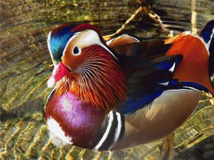 Канюк, чеглок, Змееяд