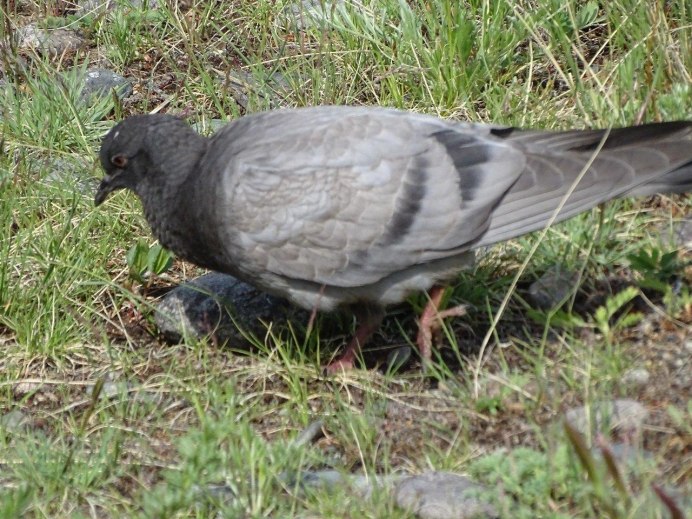 Камчатский Сокол Кречет