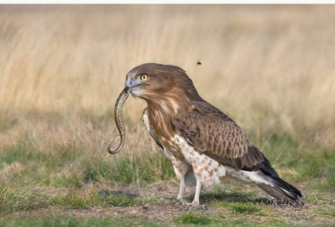 Краснозобая казарка красная