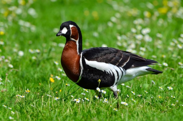 Красношейная поганка