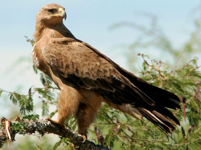 Чёрный Аист из красной