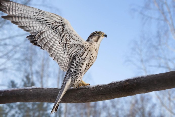 Каравайка (Plegadis falcinellus)