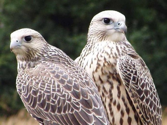 Астрахань красношейная поганка