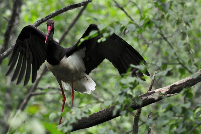 Черный Аист Брянский лес