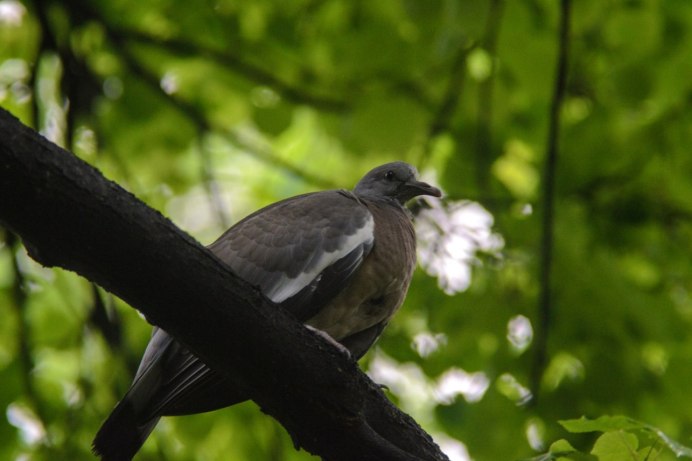 Астраханский Орлан белохвост
