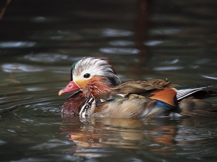 Кудрявый Пеликан