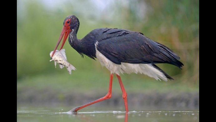 Сокол балобан