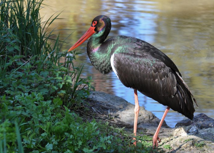 Уссурийский заповедник черный Аист