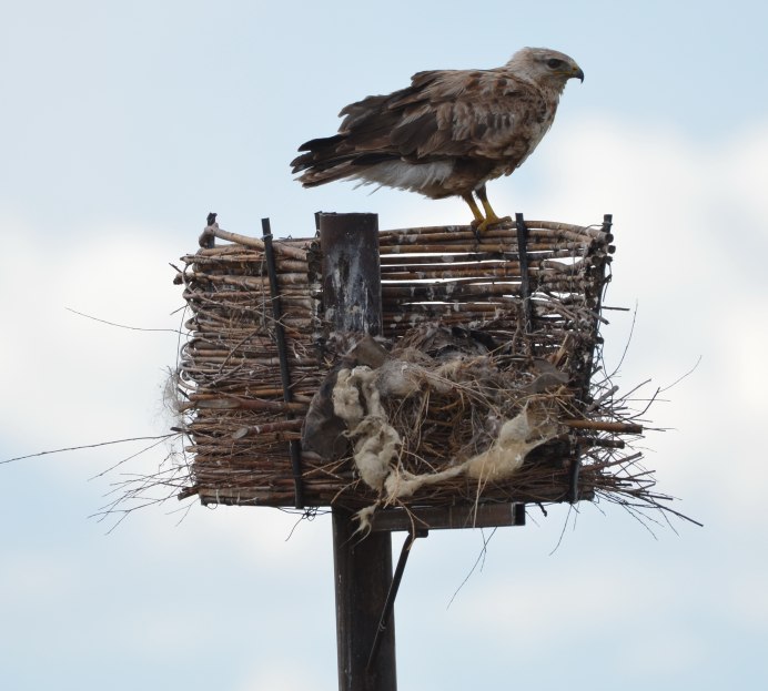 Краснокнижные птицы Черноземья