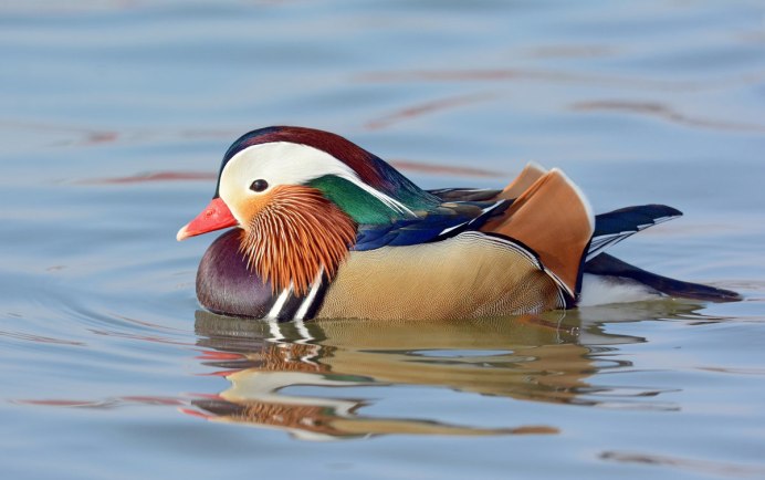 Филин Бубо-Бубо