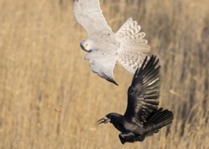 Чайка чеграва