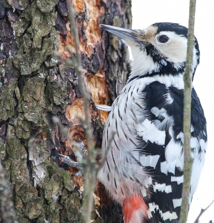Сапсан. Балобан